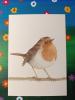 Ansichtkaart - Roodborstje