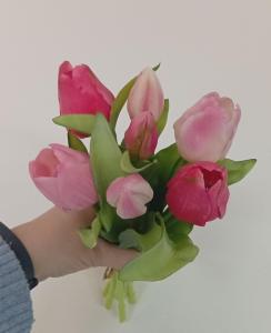 Tulpen roze mix